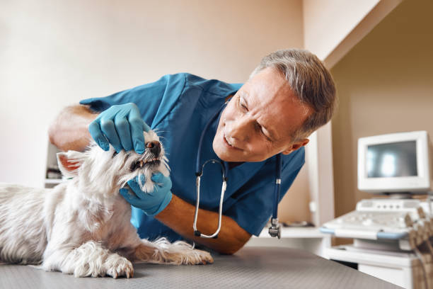 Best Holiday Emergency Dentist in Harrisville, WV